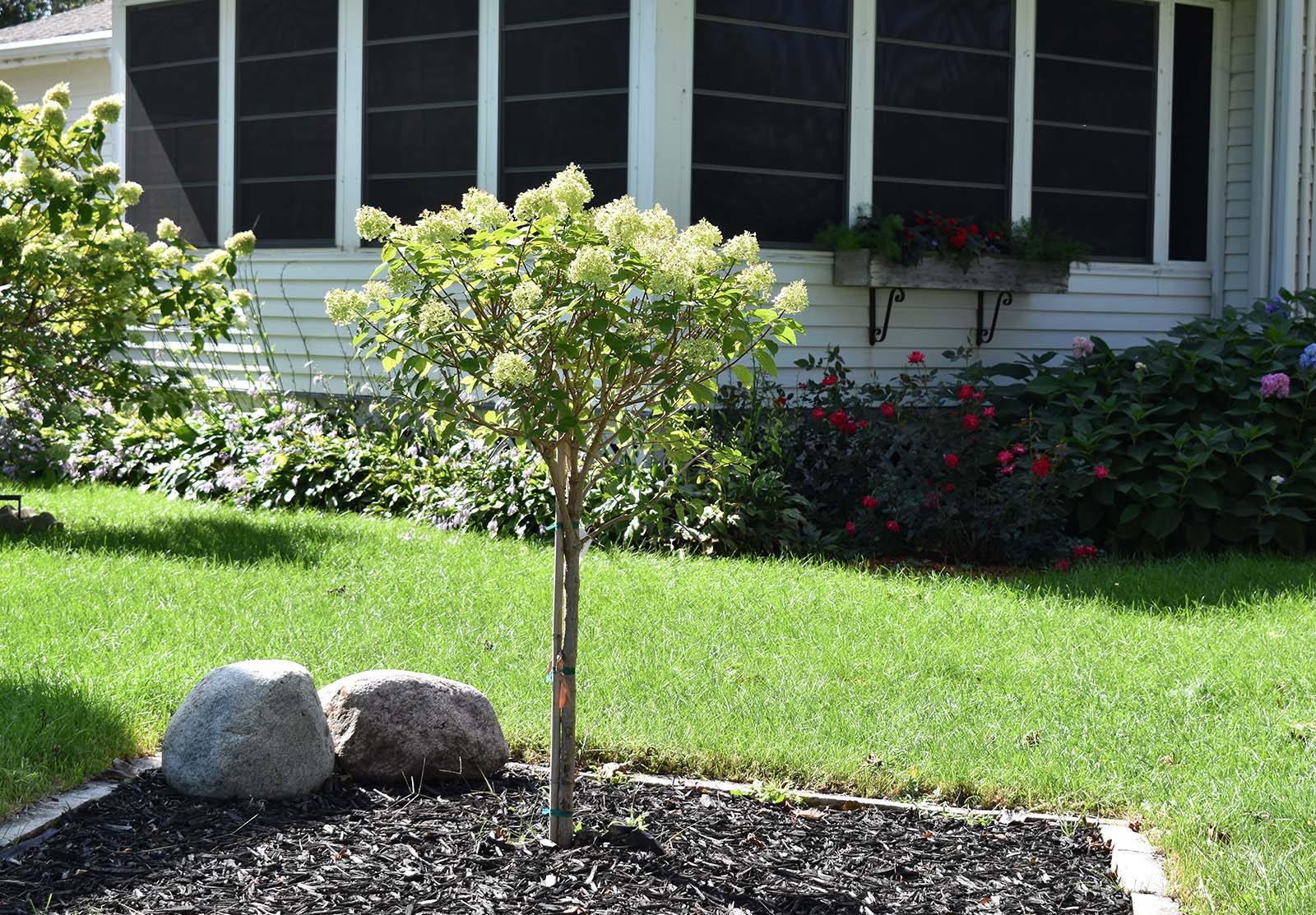 Tree Restry Tree restoration project effort to be celebrated | News, Sports, Jobs ...